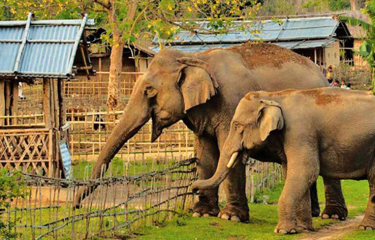 තම ගෙවත්තේදීම වන අලි ප්‍රහාරයකට ලක්වූ පුද්ගලයකු මරුට !