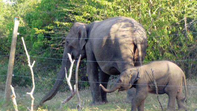 අලි ප්‍රශ්නය විසදන්න අලි වැටත් එක්කම අලි කොරිඩෝවක්!