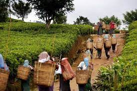 වතු කම්කරු වැටුප් වැඩි වීම ගැන බලාපොරොත්තුවක්!