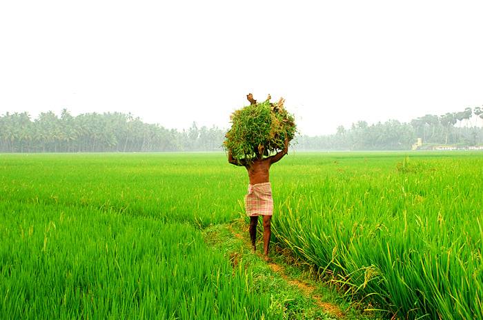 යළ කන්නයට ප්‍රමානවත් පොහොර තොග මෙරට තියෙනවා – නියෝජ්‍ය ඇමති නාමල්