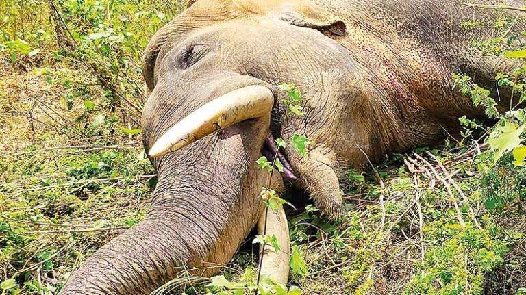 අලි ඇතුන්ට වෙඩි තබන අය අත්අඩංගුවට ගෙන නීතිමය කටයුතු කරන්න: වැඩබලන පොලිස්පතිට පැමිණිල්ලක්