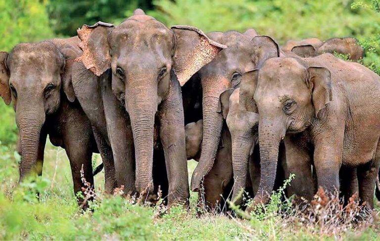 අලි මිනිස් ගැටුම විසඳීම සම්බන්ධයෙන් රජයේ අවධානය!