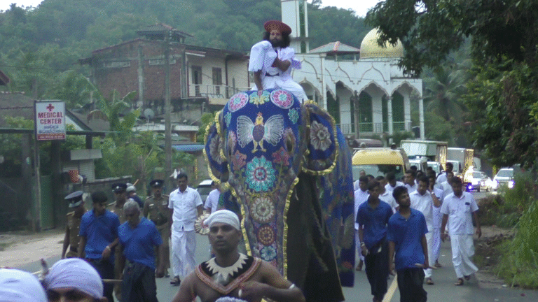 සෙංකඩගලපුර ඇසළ පෙරහැර මංගල්‍යයේ කප් කැපීමේ චාරිත්‍රය අද අලුයම මාවනැල්ල අලුත් නුවර දේවාලයේදී!