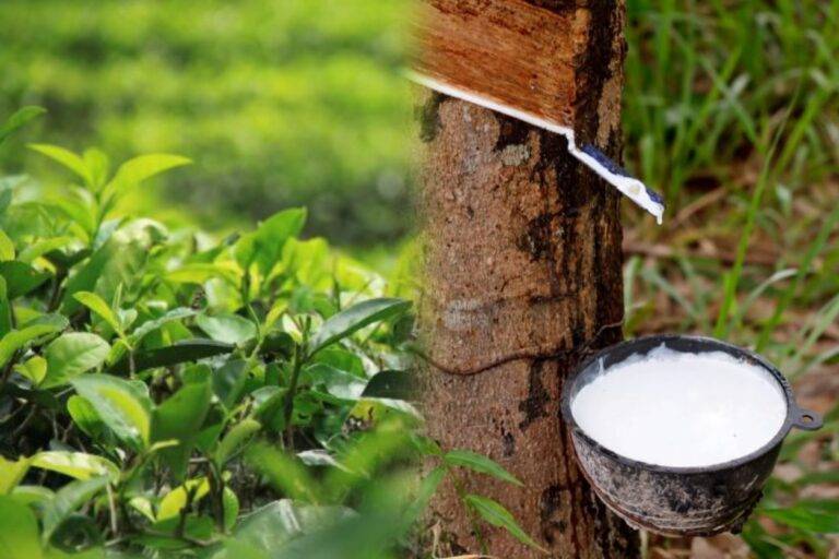 එක්සත් ජනපද තීරු බදු සන්තෑසියෙන් තේ, රබර් කර්මාන්තයට අත්වන ඉරණම!