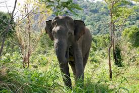 වන අලි ගැටළුවට විසඳුමක්!