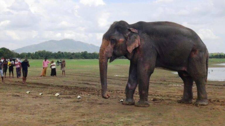 අසාධ්‍ය තත්ත්වයේ පසුවන කණ්ඩලමේ හැඩකාරයා ඔබට ඉක්මන් සුව!