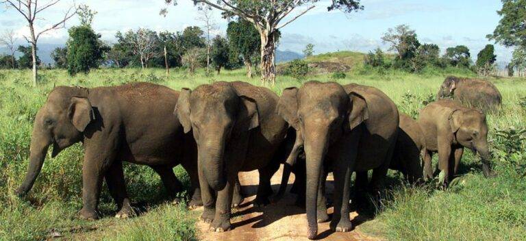 ආන්දෝලනාත්මක අලි-ඇතුන් ඝාතනයන් ගැන CID විමර්ශන!