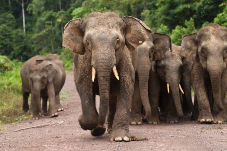 අද ඔවුන්ගේ දිනයයි: “ජාත්‍යන්තර අලි ඇතුන්ගේ  දිනය”