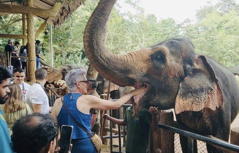 පින්නවල අලි අනාථාගාරයේදී ජාත්‍යන්තර අලි දිනය සැමරේ