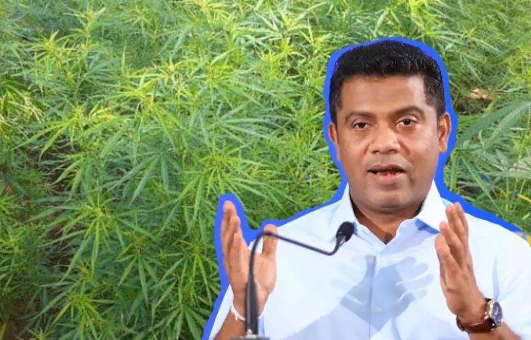 රජයේ නියාමනයට යටත්ව අපනයන සඳහා කංසා වගාවට අවසර දෙනවා. ව්‍යාපෘතිය ක්‍රියාත්මක කරමින් පවතිනවා – කැබිනට් ප්‍රකාශක