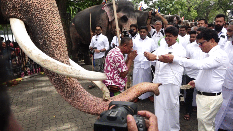 පෙරහැරේ යන ප්‍රවීණ අලි ඇතුන් සඳහා සම්මාන පළඳනා