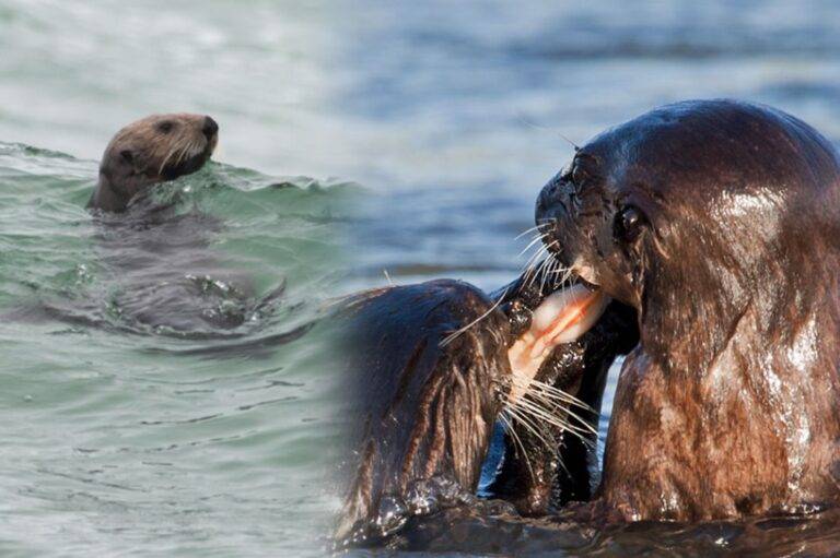 වඳ වී යන Sea Otters ලා වෙනුවෙන් පොඩි මොහොතක්!
