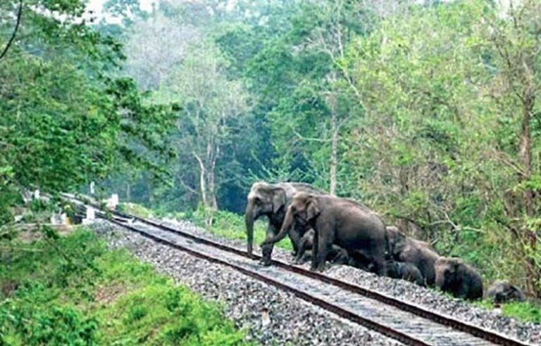තවත් වන අලියෙකු දුම්රියේ ගැටී මරුට