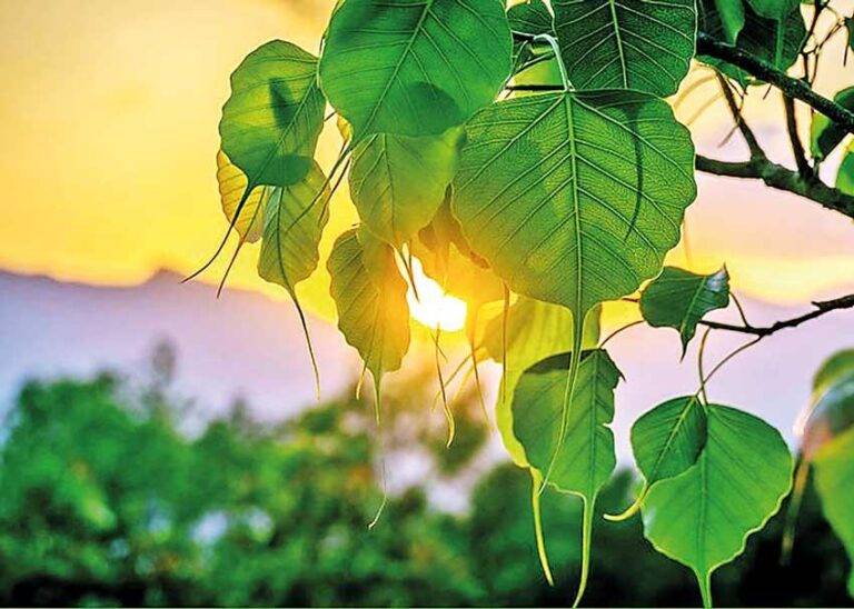 පිරිවෙන ළඟ පරවෙන මල