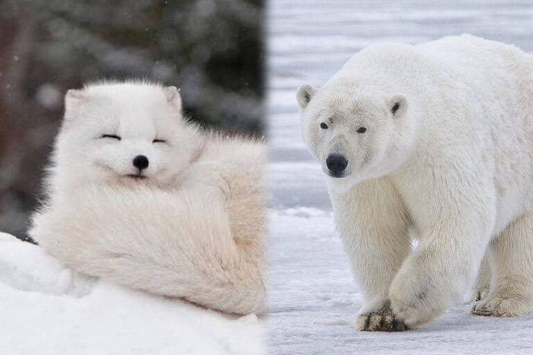 ශ්වේත වන සරන්නන්ගේ ඇස ගැටුණු තැන්!