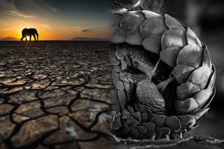 අලුයම හිරු එළියෙන් පණ ගැහී නැගිටින ඈයොන්ගේ සිට මරු කතරේ දිය පොඳක් සොයා යන සද්ධන්තයෝ දක්වා දිවෙන කාච ඇස!