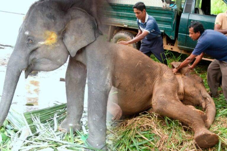 ශ්‍රී ලංකාවේ වන ජීවී නීතියට නව යුගයක් උදා කළ අලි ජාවාරම් තීන්දුව