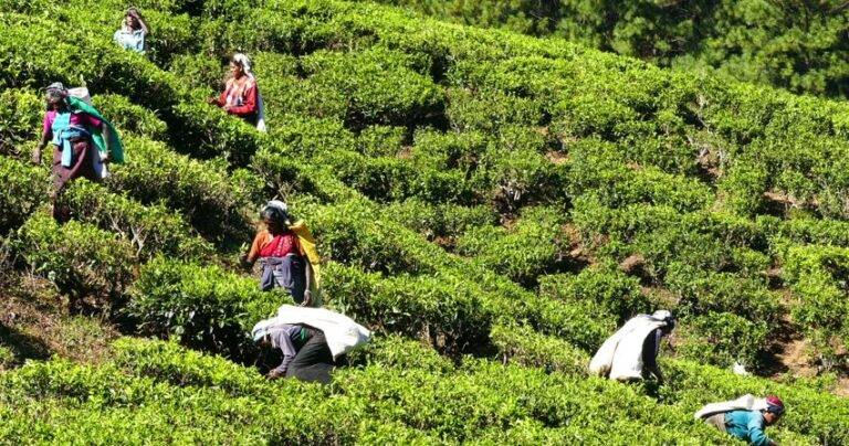 ජනවාරියේ සිට වතුකම්කරු වැටුපට වෙනදේ – ජනපතිගෙන් සහතිකයක්!