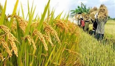 වී වගාවට තවත් රක්‍ෂනාවරණයක්!