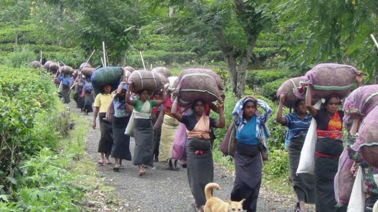 සජිත් ඔයා කොන්ද කෙළින් තියාගෙන කියන්න වතුකම්කරුවන්ට 200 දෙනවට කැමතියිද? අකමැතියිද?