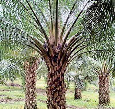 නිහඬව මිලියන ගණනක් අහිමි වීම: ශ්‍රී ලංකාව දැන් පාම් ඔයිල් තහනම ඉවත් කළ යුත්තේ ඇයි?