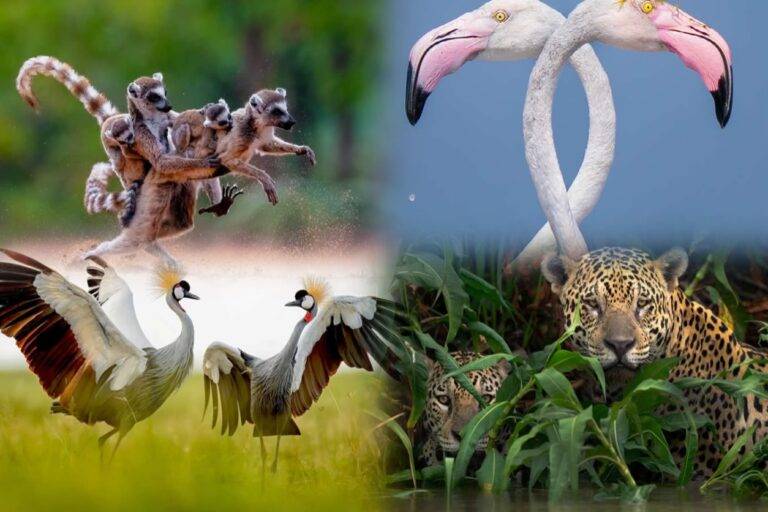 Nature’s Best Photography Awards 2025 – ඇස් දකින්න පින් කළ යුතු පරිසරයේ සුන්දරත්වය කාචයෙන්!