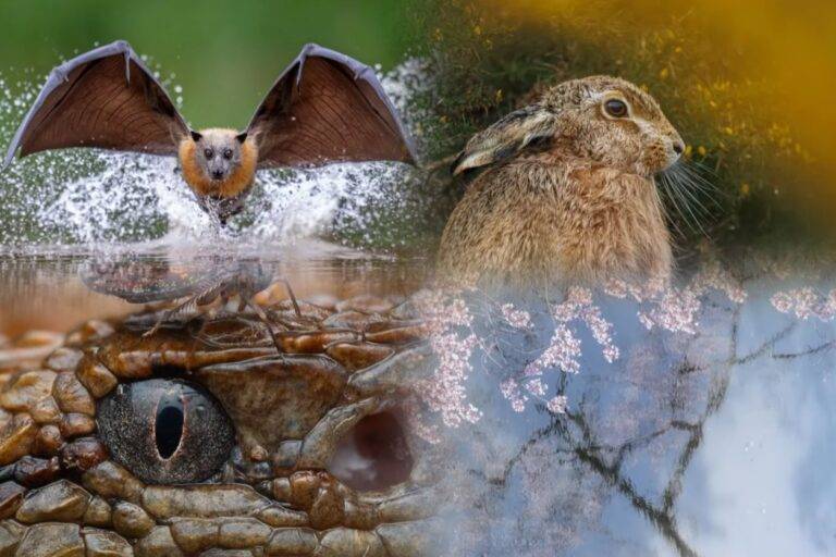 Close Up Photographer Of The Year මෙවරත් සමීප ඡායාරූපකරණයට නවමු මුහුණුවරක් එක් කරමින්!