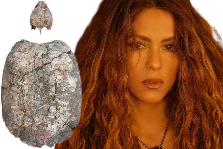 ශකීරාගේ නමින් කැස්බෑ පොසිලයක්!