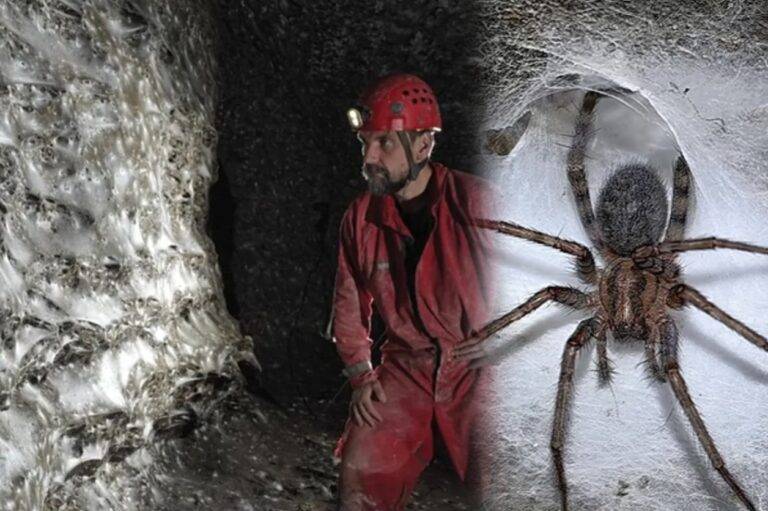 ලෝකයේ ලොකුම මකුළු ජනපදය ඇල්බේනියානු-ග්‍රීක දේශසීමාවේ අඳුරු ගුහාවක් තුළ?