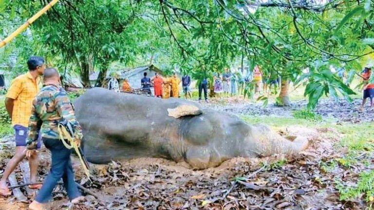 මිහින්තලේ සීප්පුකුලමේ ජූරියයි, අලුගෝසුවයි ජනතාව ද? අමානුෂික අලි ඝාතනයට යුක්තිය කෝ?