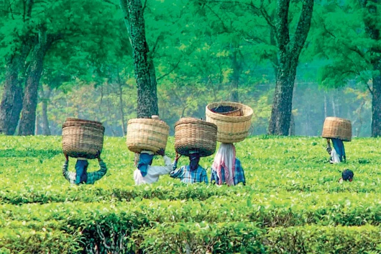 “දිට්වා” මෙරට තේ කර්මාන්තයට බලපෑවේ කෙසේද?