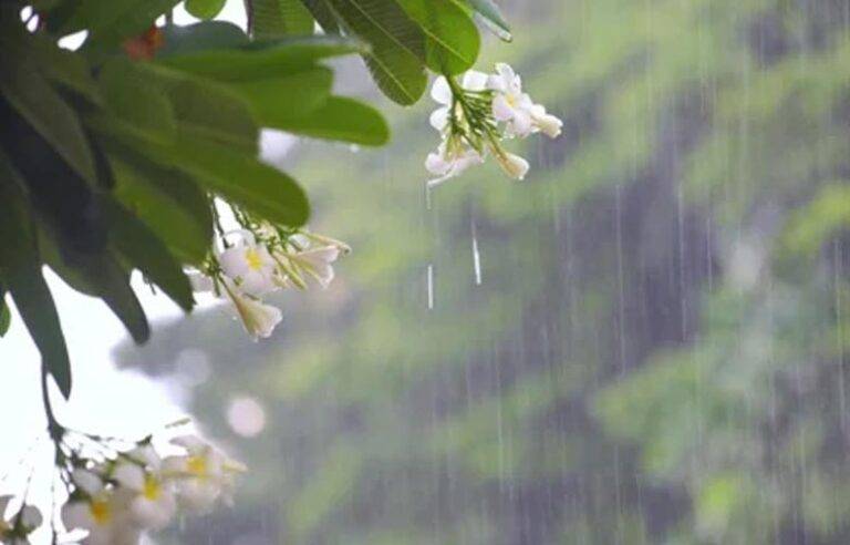 සියක් ජීවිත මිහිදන්වු තැන …..