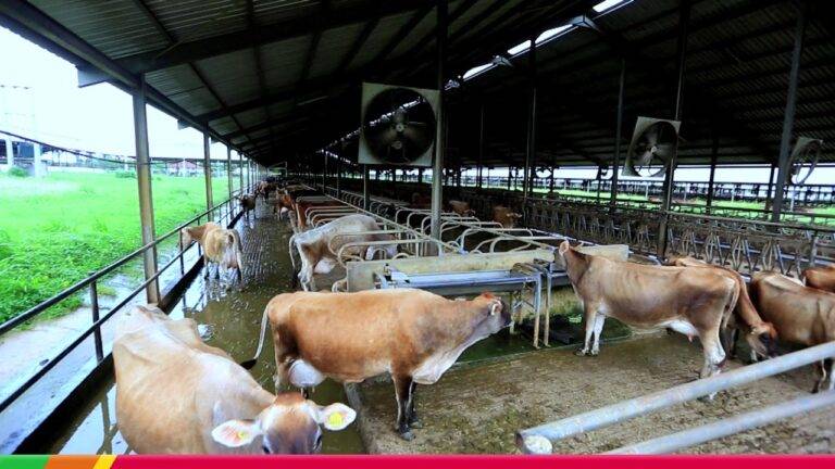 සත්ත්ව ගොවිපල 16000 කට සිදු වූ ආපදාවෙන් හානි: රජයෙන් ලක්ෂ දෙක බැගින් වන්දි