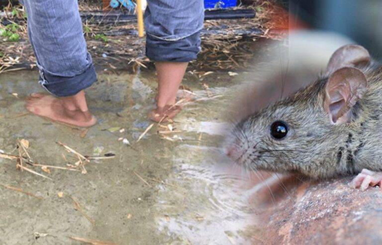 ගංවතුරත් එක්ක ඊළඟට ආ හැකි මී උණ ව්‍යසනයෙන් බේරෙන ක්‍රම