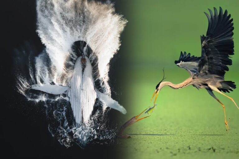 reFocus සම්මාන උළෙල මෙවරත් විශ්මයජනක ඡායාරූපකරණයට නිසි වටිනාකමක් ලබා දෙයි!