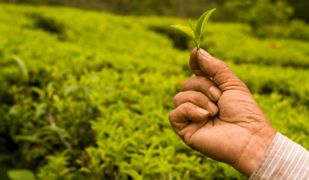 ශ්‍රී ලංකාවේ තේ අපනයන ක්ෂේත්‍රයේ කැපී පෙනෙන වර්ධනයක්!