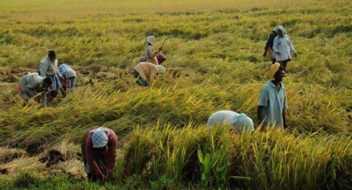 ගොවි ජනතාව වෙනුවෙන් තීරණයක්!