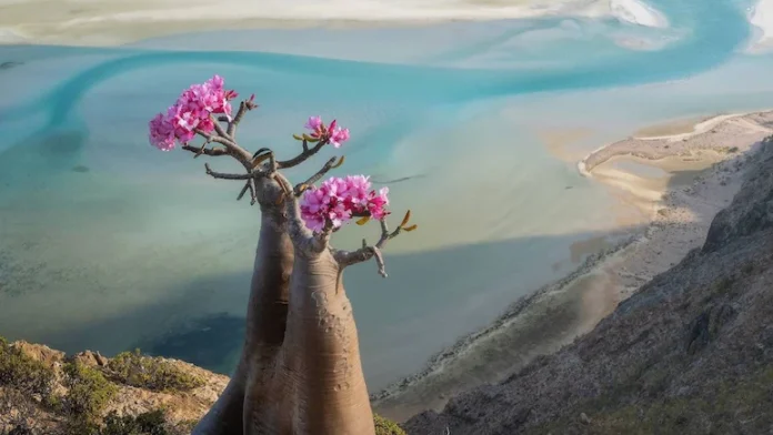 qdd3l1r_yemen-saudi-_625x300_08_January_26