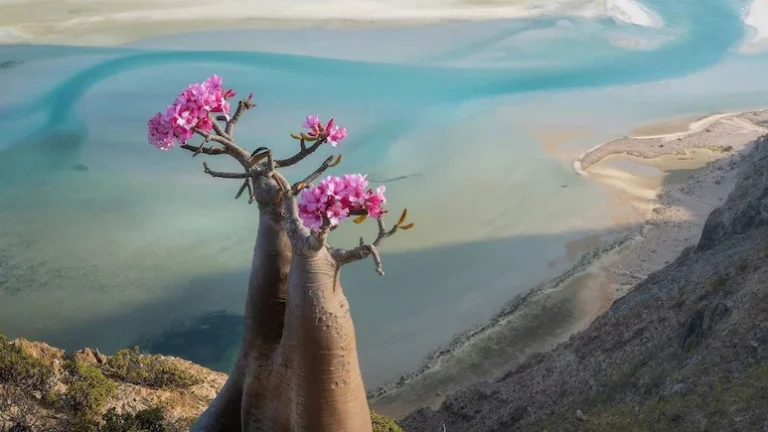 හදිසියේ ගුවන් ගමන් අත්හිටුවීමෙන් සිය ගණනක් විදේශීය සංචාරකයින් සොකෝත්‍රා දූපතේ අතරමං වෙලා..