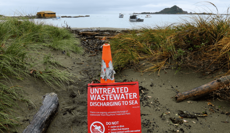 වෙලින්ටන් අගනුවර සුන්දර වෙරළ තීරයේ  “මළ අපද්‍රව්‍ය පිරුණු සුළි කුණාටුවක්” වෙයි!