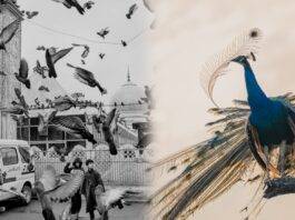 වසරේ යොවුන් ඡායාරූප ශිල්පියාට හිමි සම්මානය වෙනුවෙන් තරඟකරුවන් 11ක්!