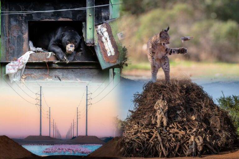 වනජීවී ඡායාරූපකරණයෙන් ජනතා තේරීමේ සම්මානය මෙවර කාට හිමි වේ ද?