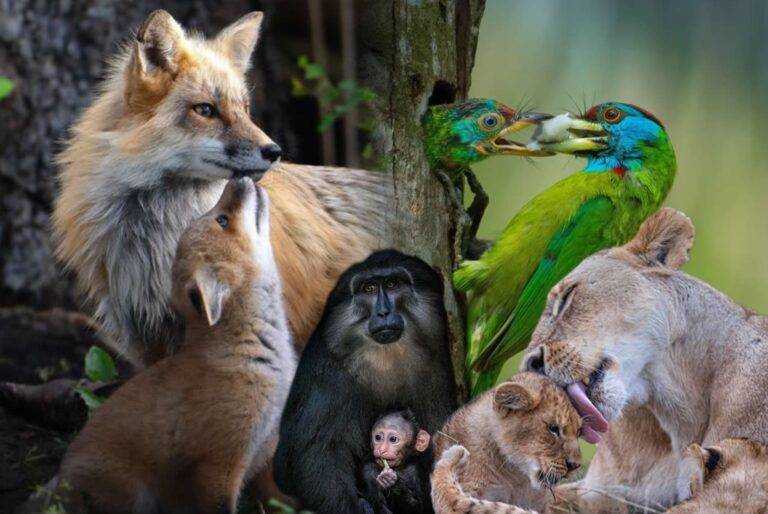 “අම්මා” යන වචනයට අරුතක් දීමට වචන වලින් එපිටට ගියපු ඡායා රූ රාමු! – Award-Winning Photos of Animal Moms That Show What Motherhood Is Really Like