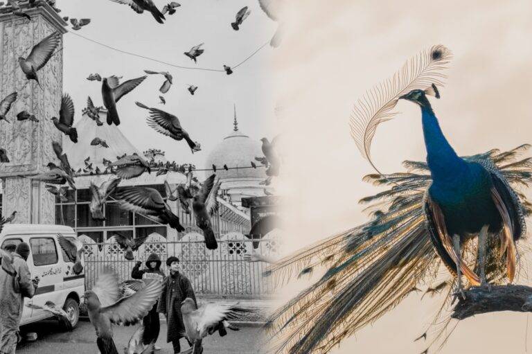 වසරේ යොවුන් ඡායාරූප ශිල්පියාට හිමි සම්මානය වෙනුවෙන් තරඟකරුවන් 11ක්!