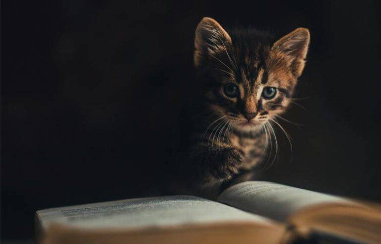 ජීවිතය කියන්නෙ අද … මේ මොහොත ….