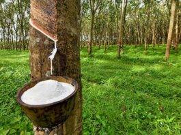 ශ්රී ලංකාවේ රබර් වගා ව්යාප්තියට නව වැඩපිළිවෙලක්!