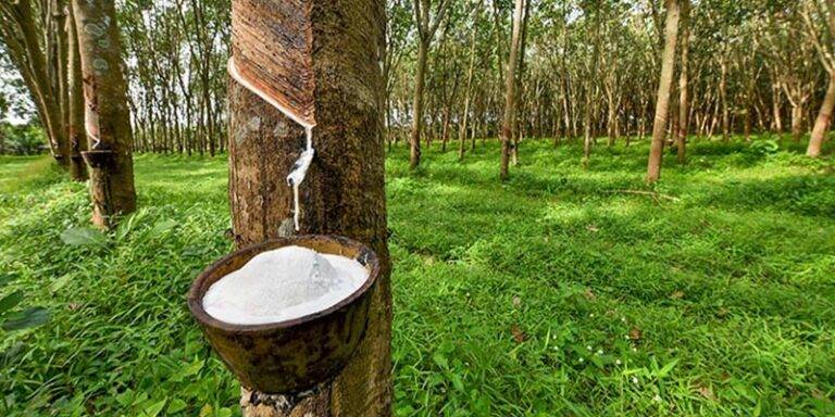 ශ්‍රී ලංකාවේ රබර් වගා ව්‍යාප්තියට නව වැඩපිළිවෙලක්!