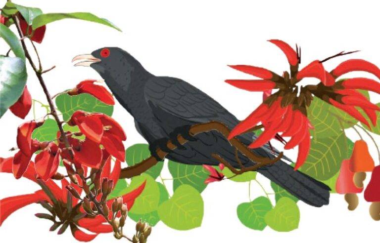 මිතු කොවුල !