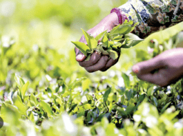 ශ්රී ලංකා තේ මිලෙහි අඛණ්ඩ පසුබෑමක්!